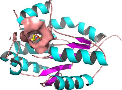 Targeting the Plasmodium falciparum’s Thymidylate Monophosphate Kinase for the Identification of Novel Antimalarial Natural Compounds